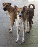 Nina &amp; Casey - Mixed Breed Dog