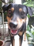 Wil. - Mixed Breed Dog