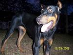 Dorbee - Doberman Pinscher Dog