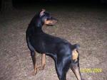 Dorbee - Doberman Pinscher Dog