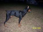 Dorbee - Doberman Pinscher Dog