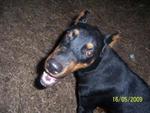 Dorbee - Doberman Pinscher Dog