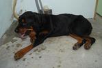 Rocky - Rottweiler Mix Dog