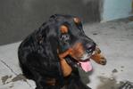 Rocky - Rottweiler Mix Dog