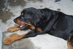 Rocky - Rottweiler Mix Dog