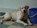 Tango - Labrador Retriever Dog