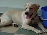 Tango - Labrador Retriever Dog