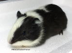 4 Qq Musketeers - Guinea Pig Small & Furry