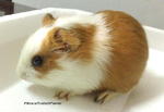 4 Qq Musketeers - Guinea Pig Small & Furry