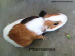 4 Qq Musketeers - Guinea Pig Small & Furry