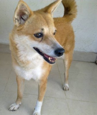 Ginger - Mixed Breed Dog