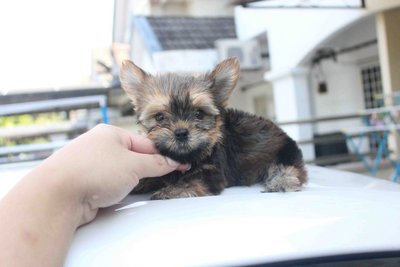 Cutie T-cup Yorkshire Terrier Puppy - Yorkshire Terrier Yorkie Dog