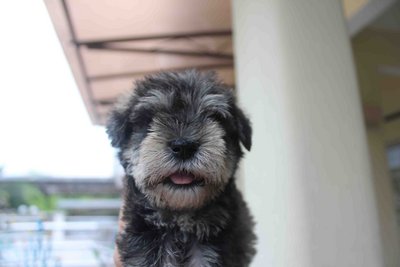 Quality Mini Schnauzer Puppy Mka - Schnauzer Dog