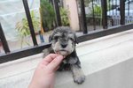 Quality Mini Schnauzer Puppy Mka - Schnauzer Dog