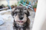 Quality Mini Schnauzer Puppy Mka - Schnauzer Dog