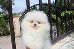 Tw Imported White Pom With Mka - Pomeranian Dog