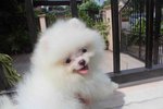 Tw Imported White Pom With Mka - Pomeranian Dog