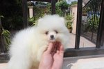 Tw Imported White Pom With Mka - Pomeranian Dog