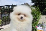 Tw Imported White Pom With Mka - Pomeranian Dog