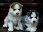 Siberian Husky Puppies Ready To Hom - Siberian Husky Dog