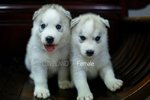 Siberian Husky Puppies Ready To Hom - Siberian Husky Dog