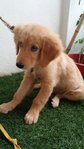 PF52032 - Golden Retriever Dog