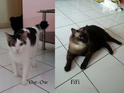 Fifi And Owow - Burmese + Tabby Cat