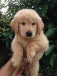 Golden Retriever - Super Big Bone - Golden Retriever Dog