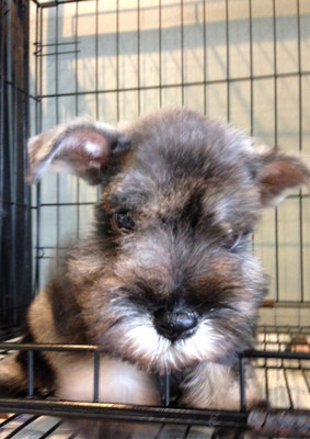 Miniature Schnauzer - Mini And Cute - Schnauzer Dog