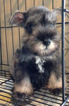 Miniature Schnauzer - Mini And Cute - Schnauzer Dog