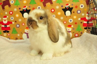 Holland Lop - Broken Tort 251 - Holland Lop Rabbit