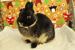 Nd Black Otter - Netherland Dwarf Rabbit