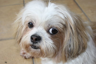 Baby - Shih Tzu Dog