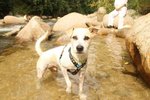 Social [Terrier Mix] - Terrier Mix Dog