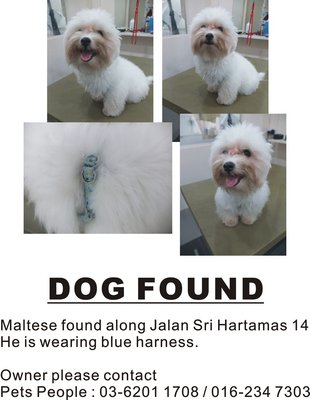 Male Maltese - Maltese Dog