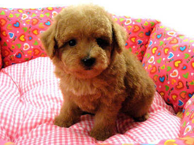 The Taiwan Lineage Toy Poodles - Poodle Dog