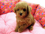 The Taiwan Lineage Toy Poodles - Poodle Dog