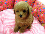 The Taiwan Lineage Toy Poodles - Poodle Dog