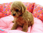 The Taiwan Lineage Toy Poodles - Poodle Dog