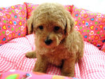 The Taiwan Lineage Toy Poodles - Poodle Dog