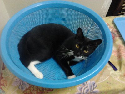 Atom - Domestic Short Hair Cat