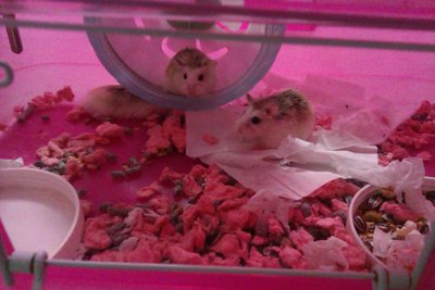 PF52082 - Roborovsky's Hamster Hamster