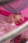 PF52082 - Roborovsky's Hamster Hamster