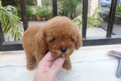 Red Tiny Poodle With Mka - Poodle Dog