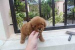 Red Tiny Poodle With Mka - Poodle Dog