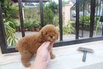 Red Tiny Poodle With Mka - Poodle Dog