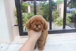 Red Tiny Poodle With Mka - Poodle Dog