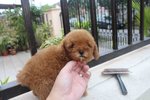 Red Tiny Poodle With Mka - Poodle Dog