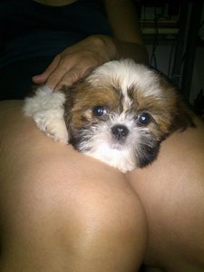 Yau 05 - Shih Tzu Dog