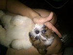 Yau 05 - Shih Tzu Dog